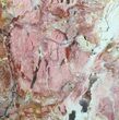 Polished Brecciated Pink Opal - Australia (Special Price) #64782-1